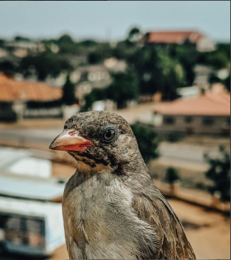 Greater Honeyguide Birds