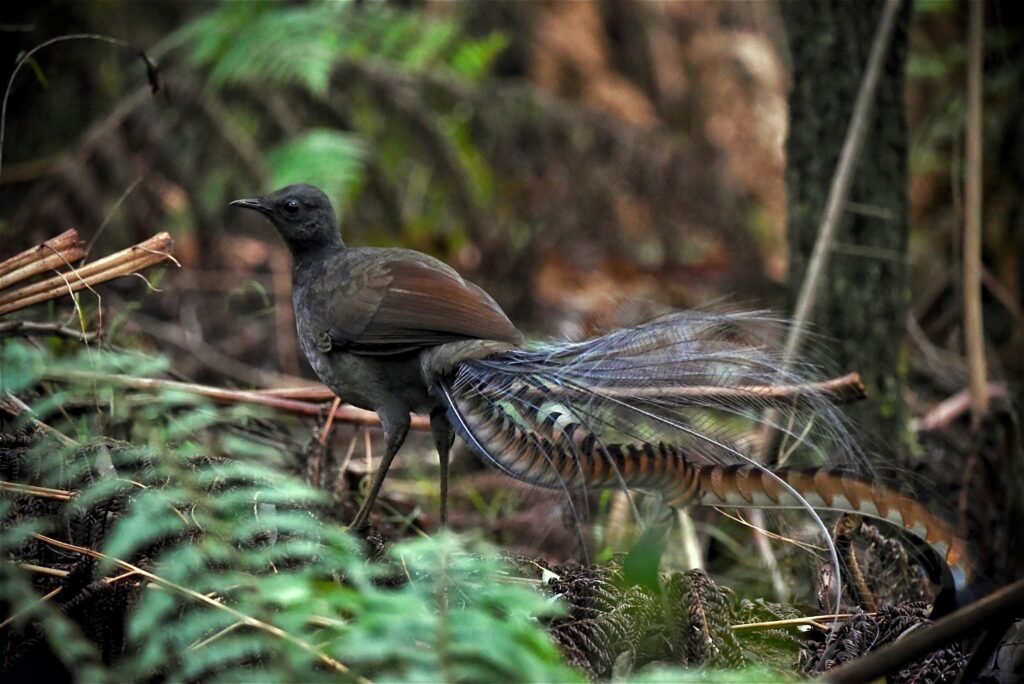 Lyrebird - the ultimate mimics